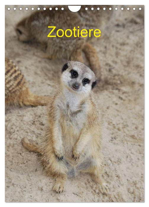 Zootiere (CALVENDO Wandkalender 2024)