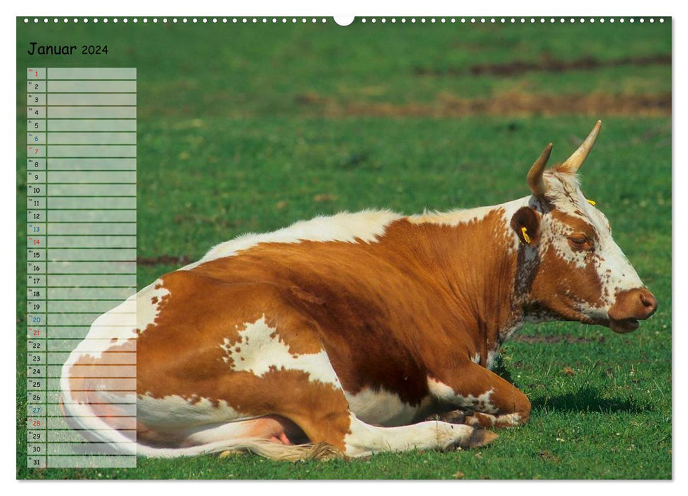 Rinder auf dem Lande (CALVENDO Premium Wandkalender 2024)