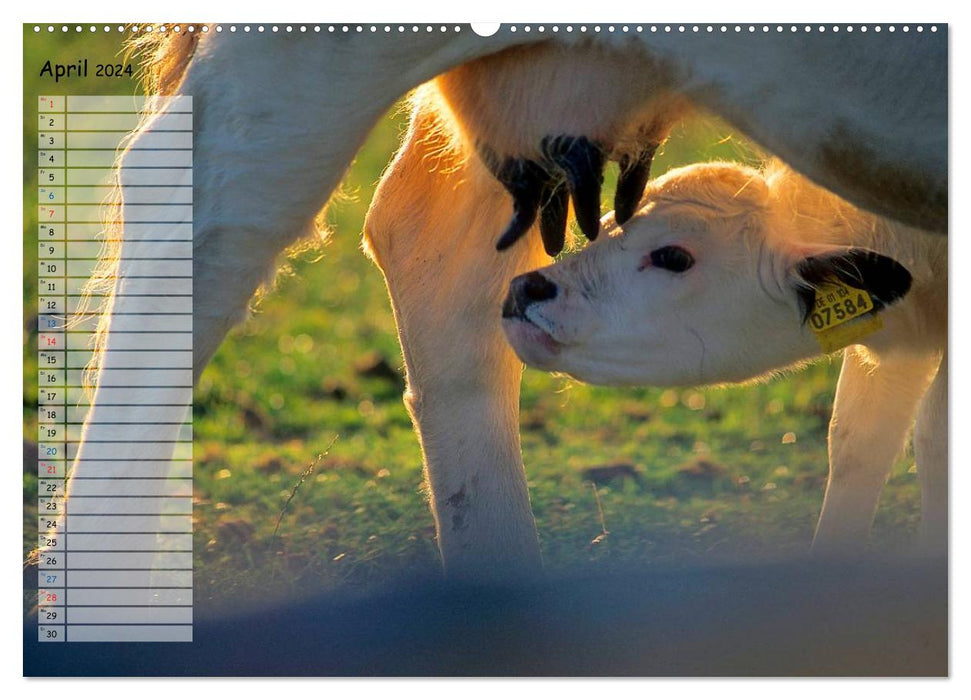 Bovins à la campagne (Calendrier mural CALVENDO Premium 2024) 