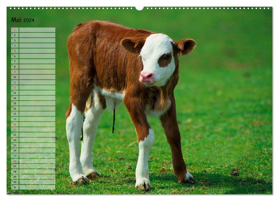 Bovins à la campagne (Calendrier mural CALVENDO Premium 2024) 