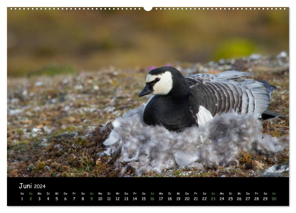 Spitzbergen (CALVENDO Wandkalender 2024)