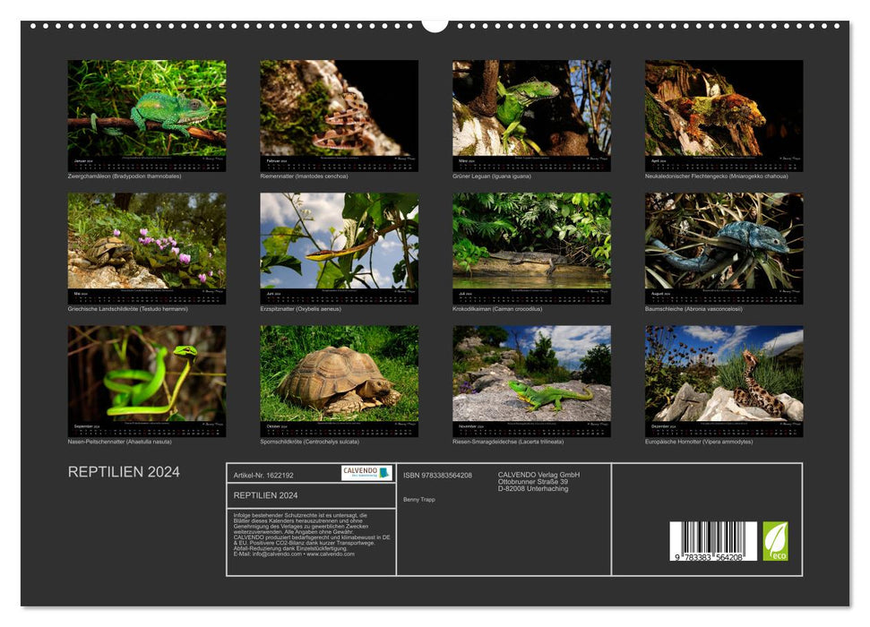 REPTILES (Calendrier mural CALVENDO Premium 2024) 