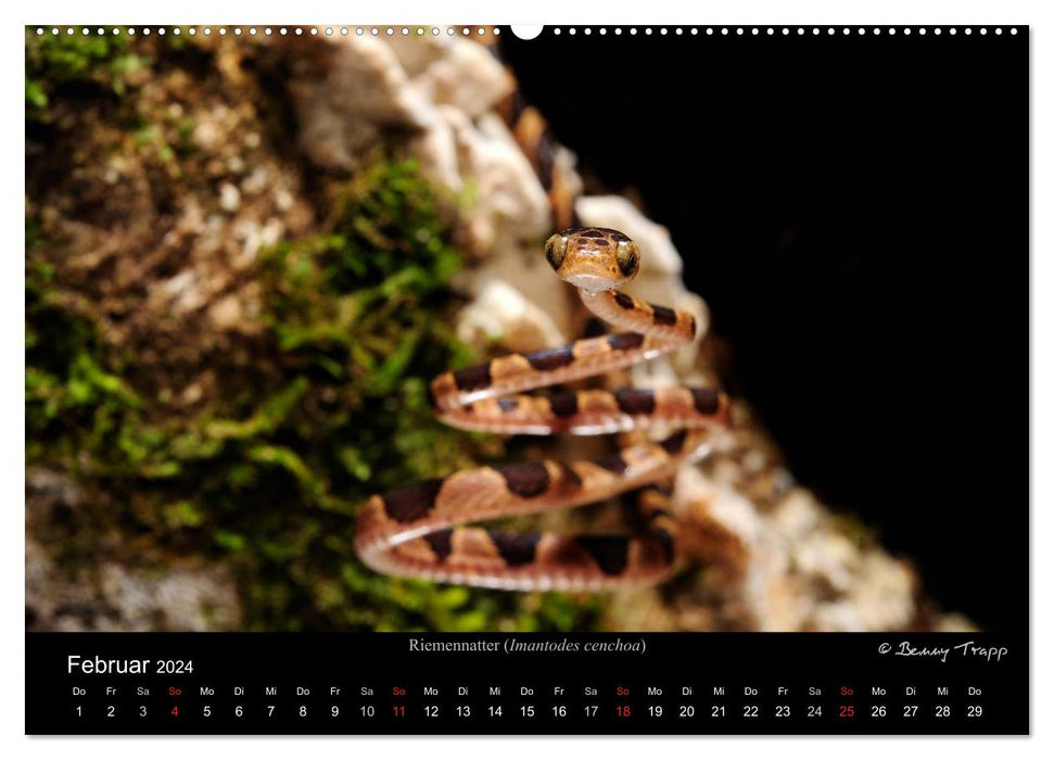 REPTILES (Calendrier mural CALVENDO Premium 2024) 