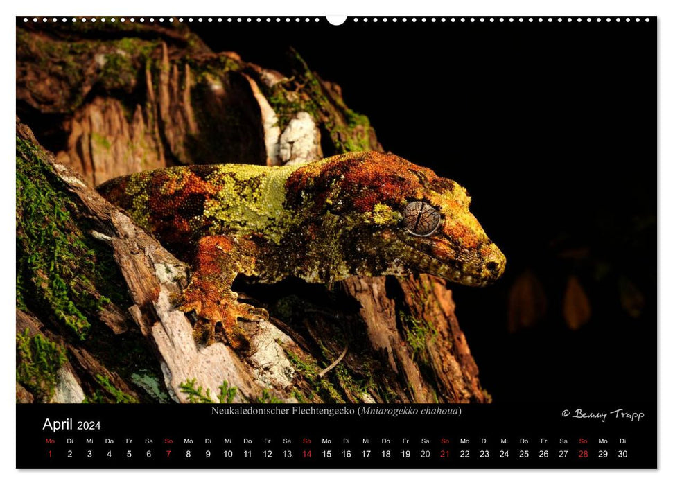 REPTILES (Calendrier mural CALVENDO Premium 2024) 