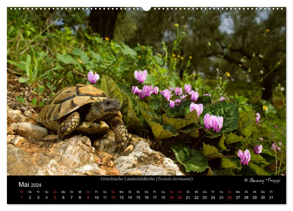 REPTILES (Calendrier mural CALVENDO Premium 2024) 