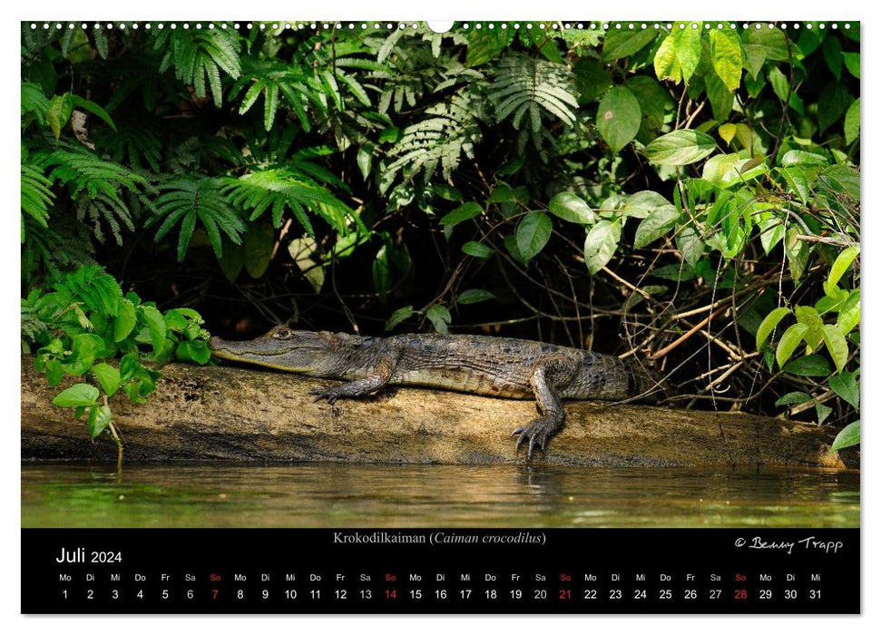 REPTILES (Calendrier mural CALVENDO Premium 2024) 