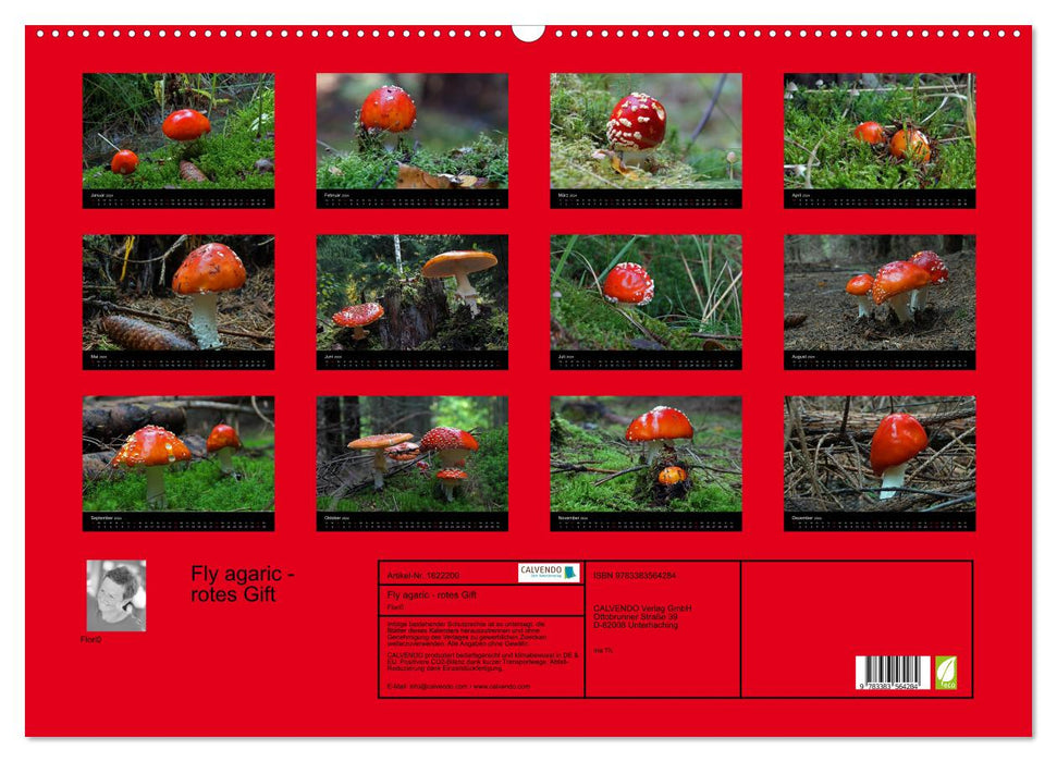 Fly agaric - rotes Gift (CALVENDO Wandkalender 2024)