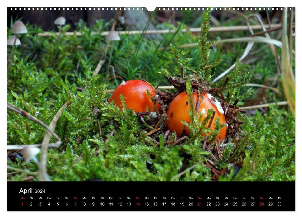 Fly agaric - rotes Gift (CALVENDO Wandkalender 2024)