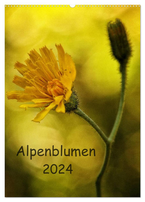 Fleurs alpines 2024 (Calendrier mural CALVENDO 2024) 