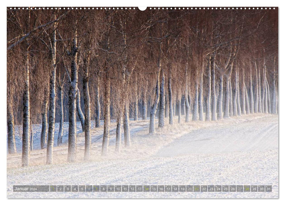 Arbres (Calendrier mural CALVENDO Premium 2024) 