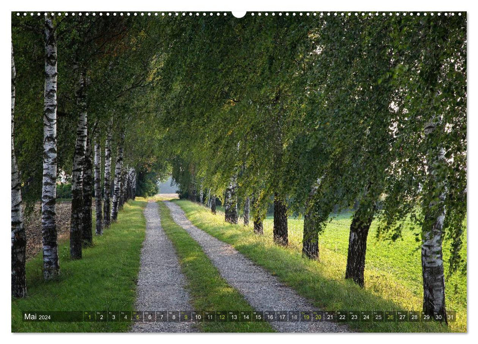 Arbres (Calendrier mural CALVENDO Premium 2024) 