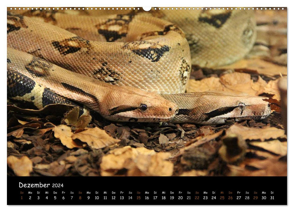 Reptilien 2024 (CALVENDO Premium Wandkalender 2024)