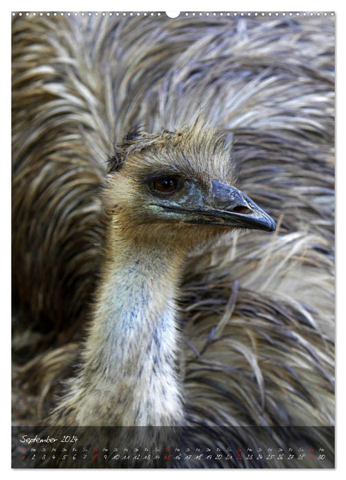 Nandu, Emu & Co. (CALVENDO Premium Wandkalender 2024)