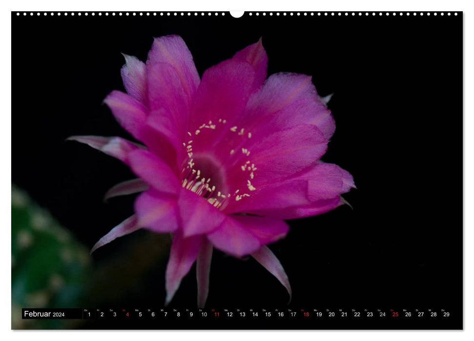 Echinopsis Hybriden. Ein stachliger Traum (CALVENDO Premium Wandkalender 2024)
