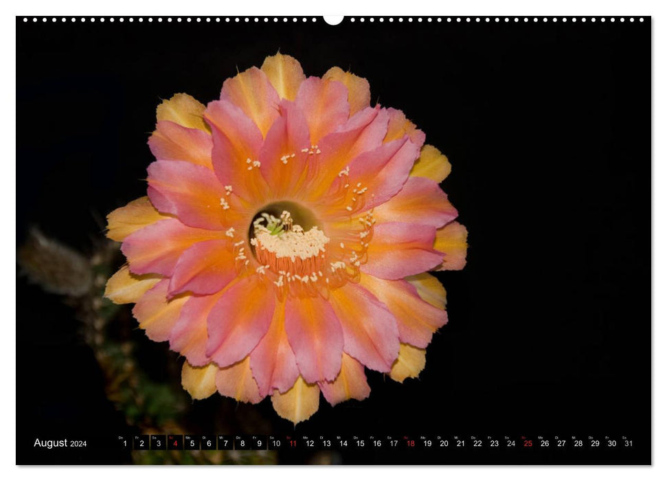 Echinopsis Hybriden. Ein stachliger Traum (CALVENDO Premium Wandkalender 2024)