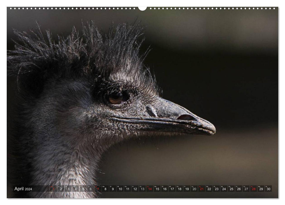 Strauß & Co. (CALVENDO Wandkalender 2024)