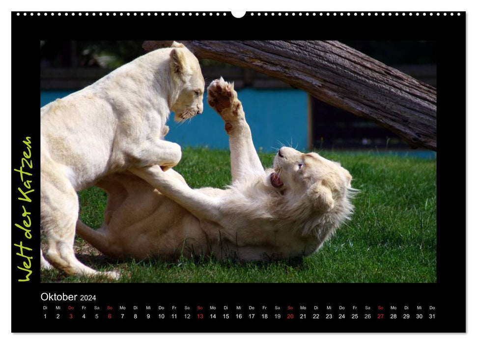 Welt der Katzen - Löwen (CALVENDO Premium Wandkalender 2024)