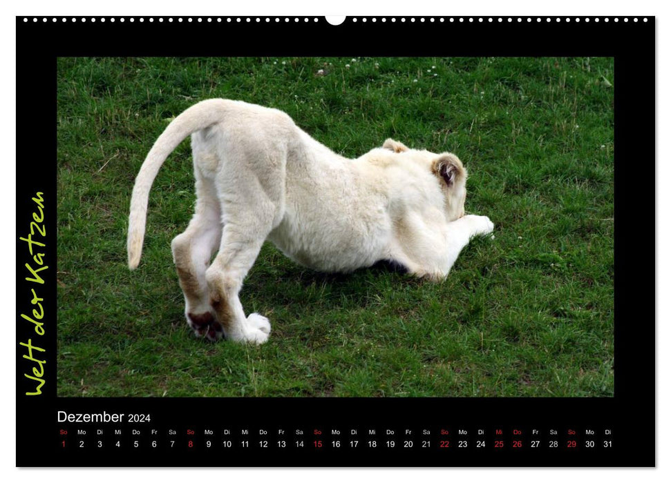 Welt der Katzen - Löwen (CALVENDO Premium Wandkalender 2024)