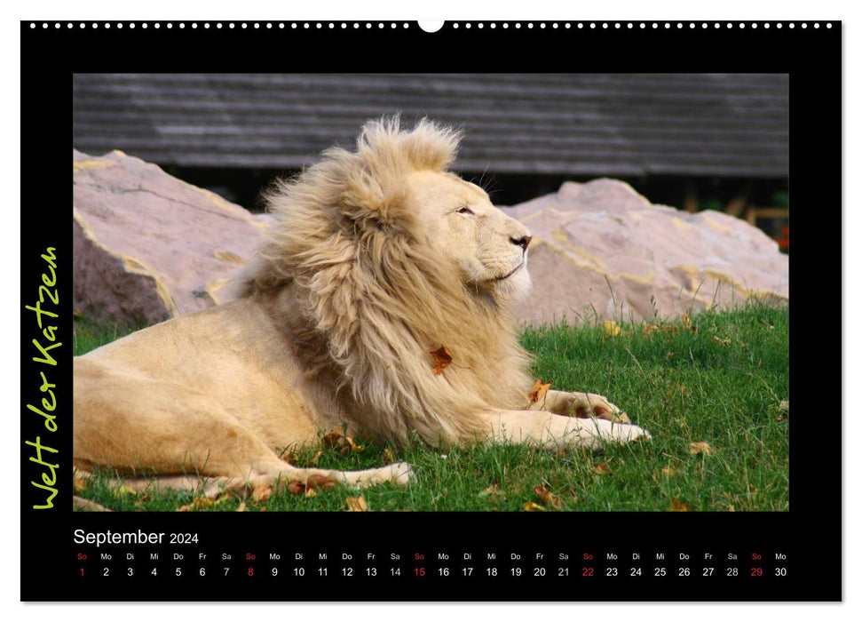 Welt der Katzen - Löwen (CALVENDO Premium Wandkalender 2024)