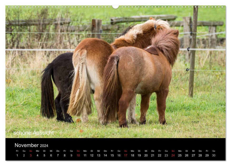 Ponys in Aktion (CALVENDO Premium Wandkalender 2024)