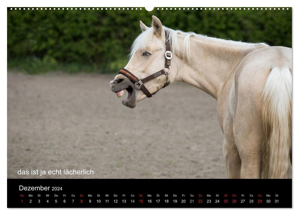 Ponys in Aktion (CALVENDO Premium Wandkalender 2024)
