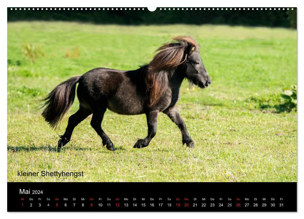 Ponys in Aktion (CALVENDO Premium Wandkalender 2024)