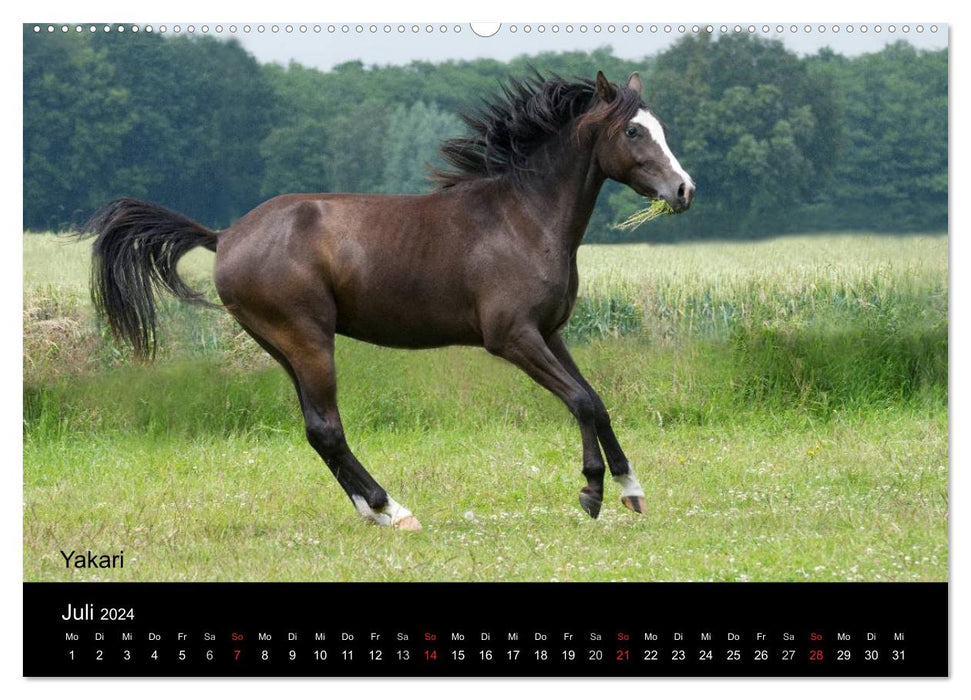 Ponys in Aktion (CALVENDO Premium Wandkalender 2024)