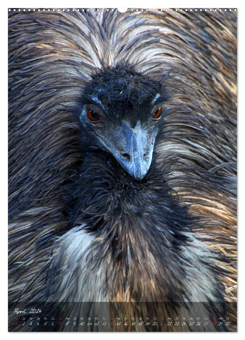 Nandu, Emu & Co. (CALVENDO Wandkalender 2024)