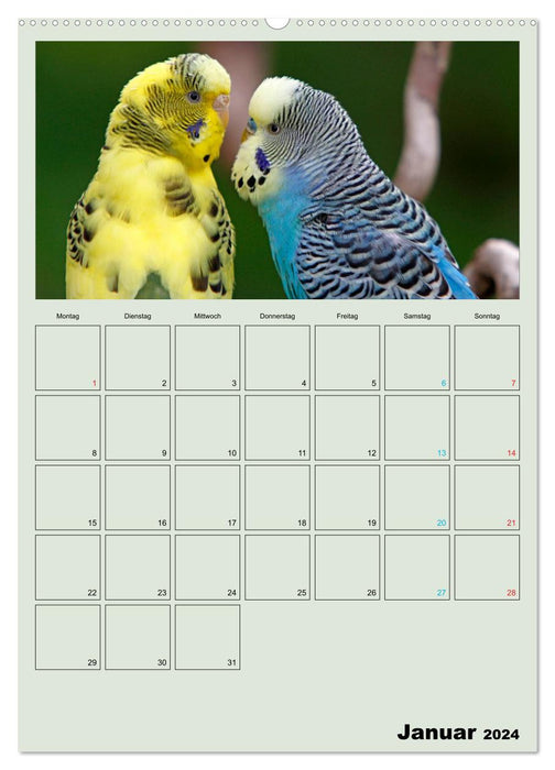 Wellensittiche Terminplaner (CALVENDO Premium Wandkalender 2024)