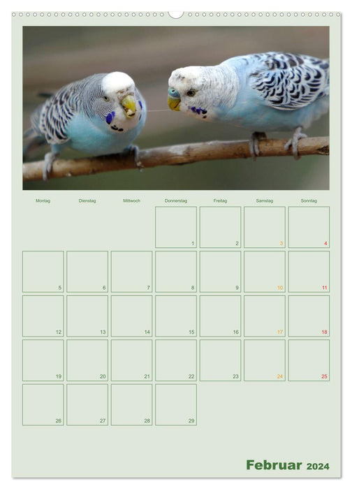 Wellensittiche Terminplaner (CALVENDO Premium Wandkalender 2024)