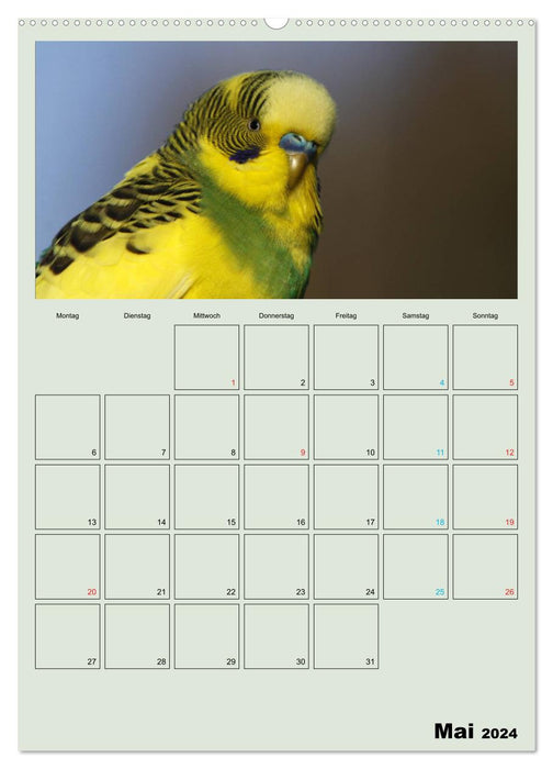 Wellensittiche Terminplaner (CALVENDO Premium Wandkalender 2024)