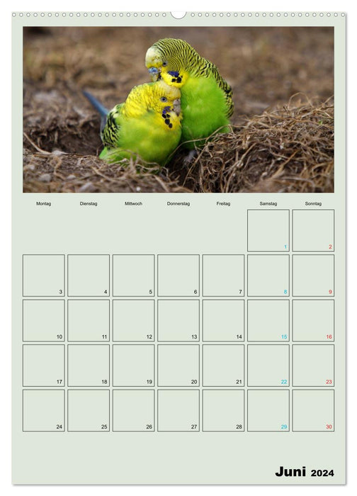 Wellensittiche Terminplaner (CALVENDO Premium Wandkalender 2024)