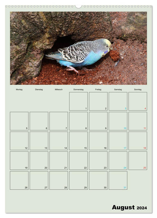 Wellensittiche Terminplaner (CALVENDO Premium Wandkalender 2024)