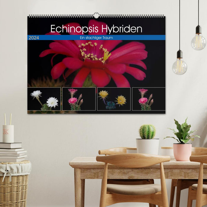 Echinopsis Hybriden. Ein stachliger Traum (CALVENDO Wandkalender 2024)