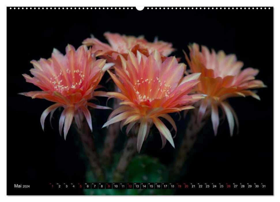 Echinopsis Hybriden. Ein stachliger Traum (CALVENDO Wandkalender 2024)