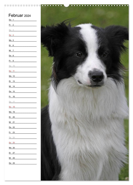 Der Border Collie Terminplaner (CALVENDO Premium Wandkalender 2024)