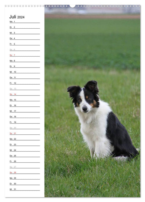 Der Border Collie Terminplaner (CALVENDO Premium Wandkalender 2024)