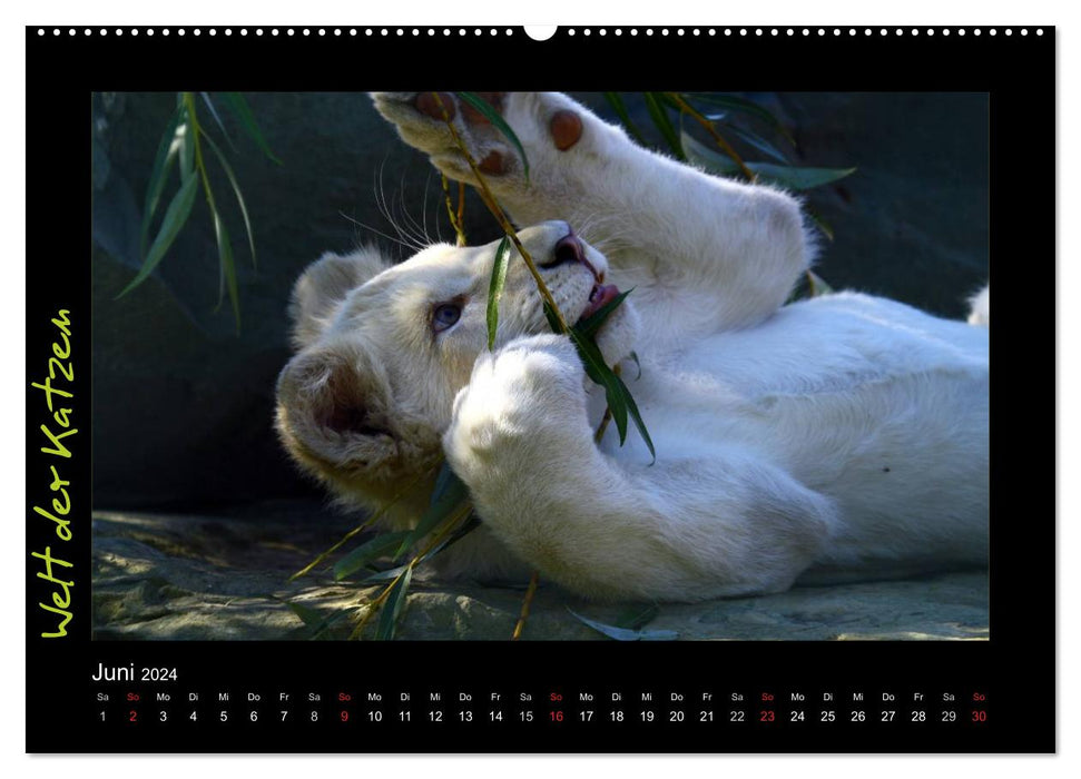 Welt der Katzen - Löwen (CALVENDO Wandkalender 2024)