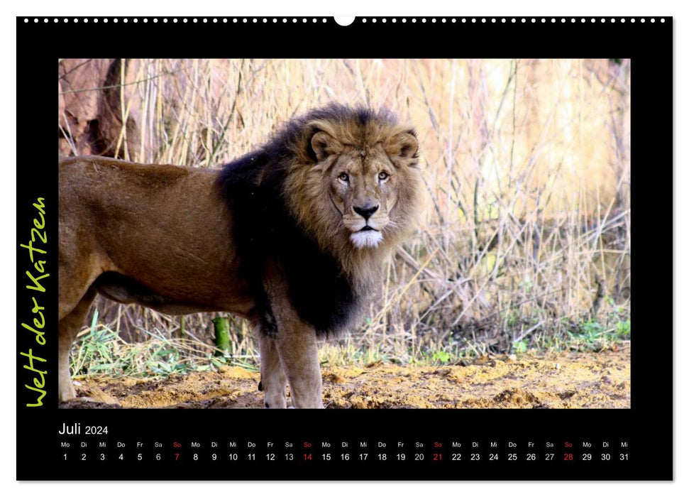 Welt der Katzen - Löwen (CALVENDO Wandkalender 2024)