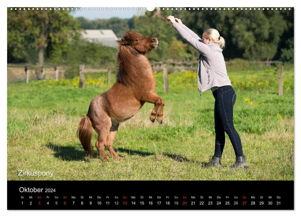 Ponys in Aktion (CALVENDO Wandkalender 2024)