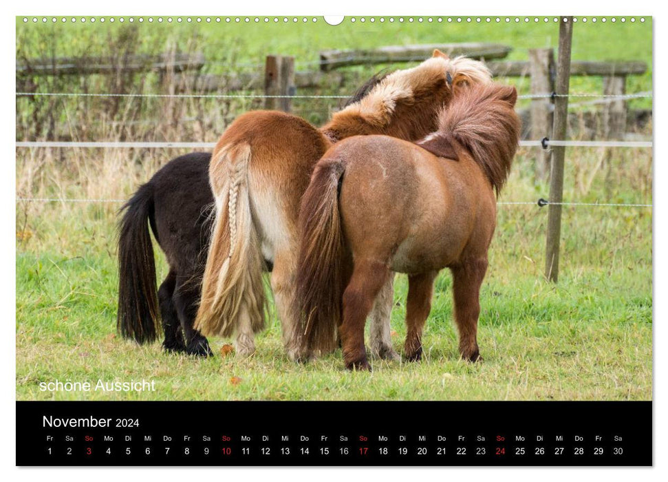 Ponys in Aktion (CALVENDO Wandkalender 2024)