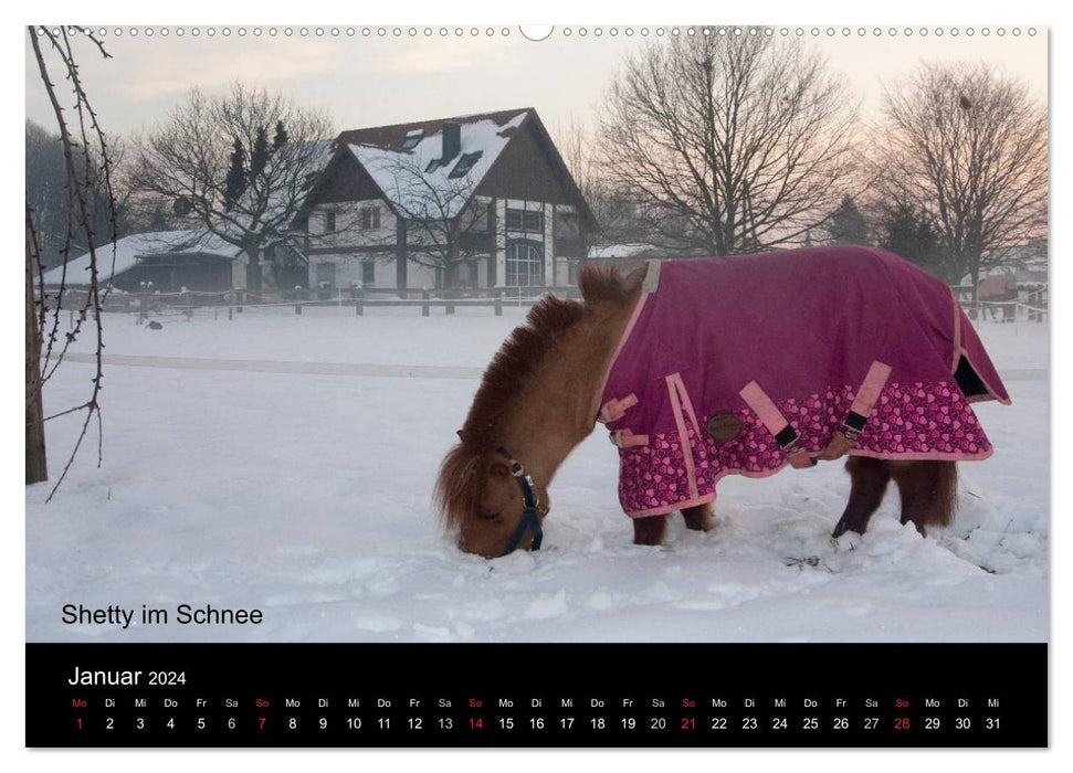 Ponys in Aktion (CALVENDO Wandkalender 2024)