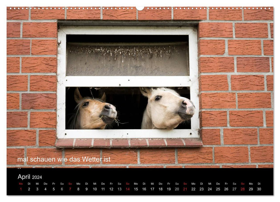 Ponys in Aktion (CALVENDO Wandkalender 2024)