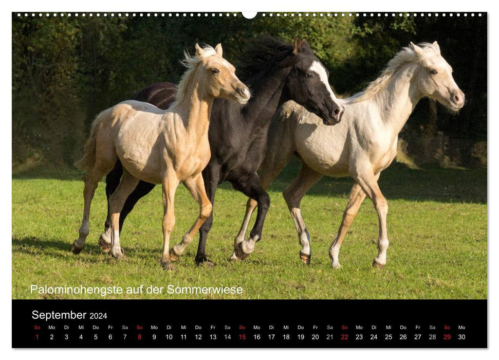 Ponys in Aktion (CALVENDO Wandkalender 2024)