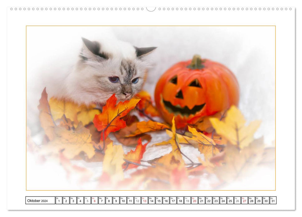 Katzen – Treue Begleiter (CH - Version) (CALVENDO Premium Wandkalender 2024)