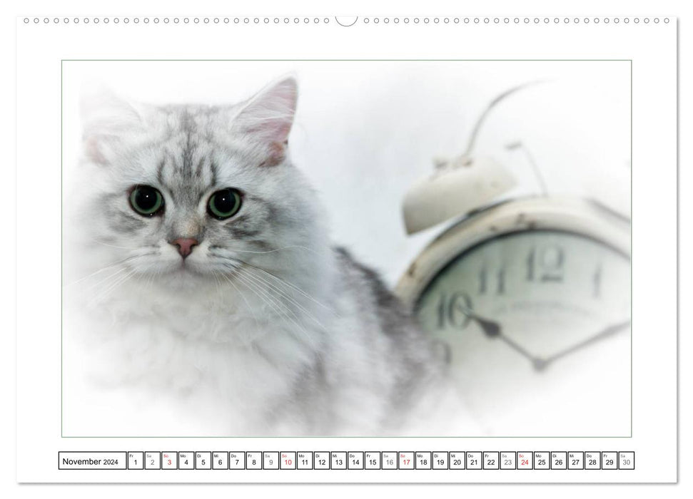 Katzen – Treue Begleiter (CH - Version) (CALVENDO Premium Wandkalender 2024)