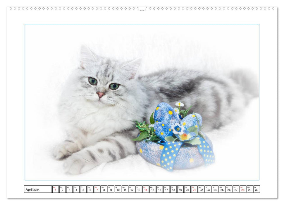 Katzen – Treue Begleiter (CH - Version) (CALVENDO Premium Wandkalender 2024)