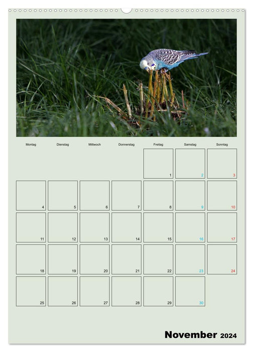 Wellensittiche Terminplaner (CALVENDO Wandkalender 2024)