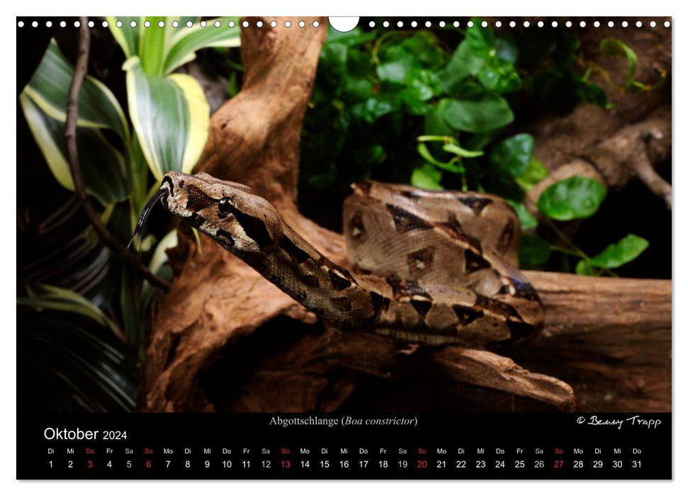 REPTILIEN IM TERRARIUM (CALVENDO Wandkalender 2024)