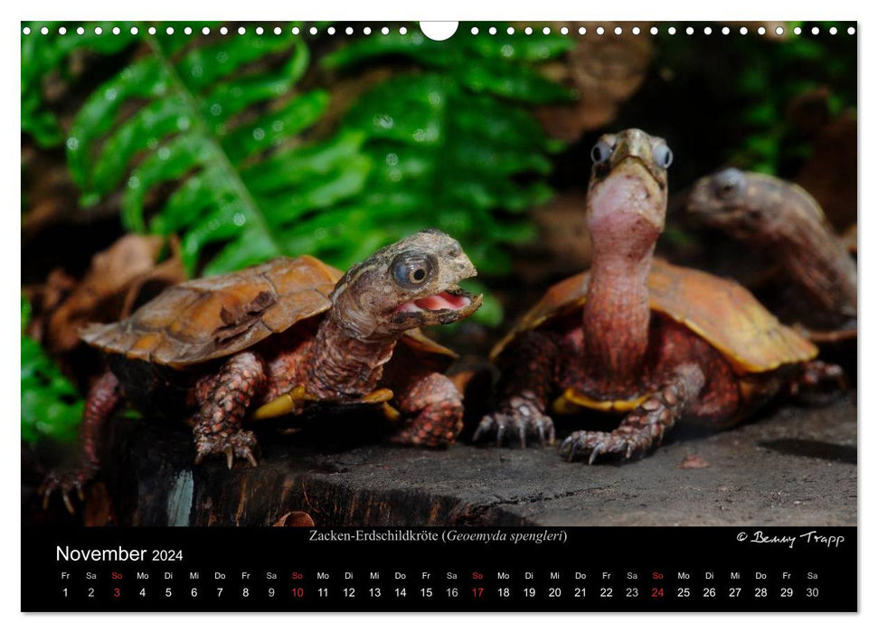 REPTILIEN IM TERRARIUM (CALVENDO Wandkalender 2024)